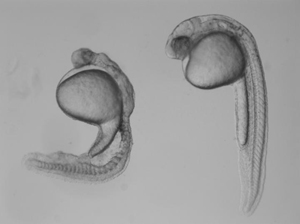 A deformed zebrafish embryo and a normally developing embryo