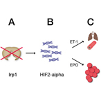 Iron regulatory protein 1