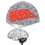 Scientists mapped neural activity patterns (white dots) in a learning brain.