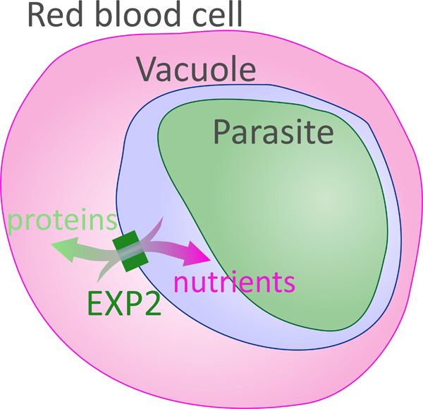 Diagram of the malarial parasite, within the vacuole, a compartment within the red blood cell. The flow of proteins into the cell and nutrients into the vacuole is made possible by the EXP protein, depicted as a box spanning the membrane surrounding the vacuole.