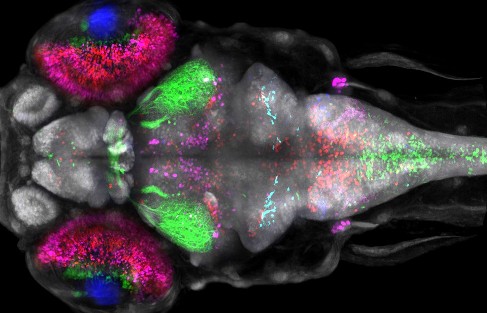 Active neurons in a zebrafish brain light up in different colors in response to stimuli.