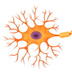 Neuron