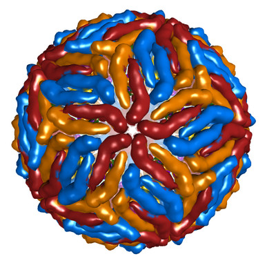 Model of the Zika virus.