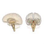 Diagram of front and side view of human brain, showing location of pineal gland