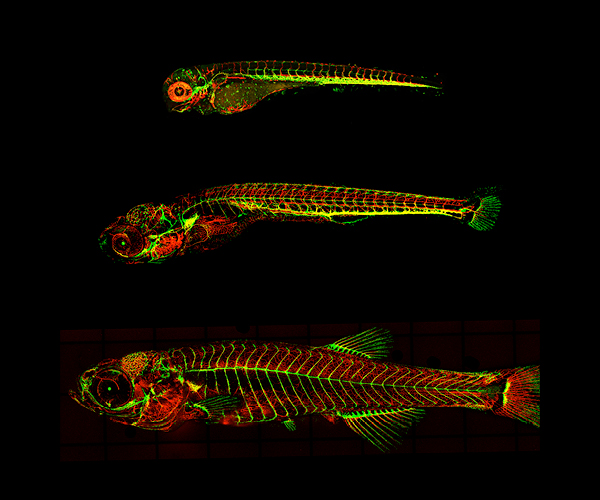 Image of 4, 12, and 18-day-old transgenic zebrafish showing blood vessels that are red, lymphatic vessels that are green, and veins that are yellow. 