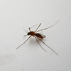 A mosquito on a smooth, white surface.