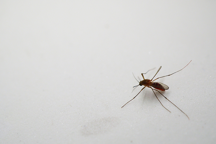 A mosquito on a smooth, white surface.