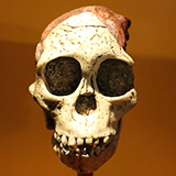 The skull of an Australopithecus africanus.