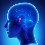 Medical illustration of a human head with a partial outline of the brain and the pituitary gland highlighted in red.