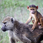 An infant baboon, seated on its mother’s back.