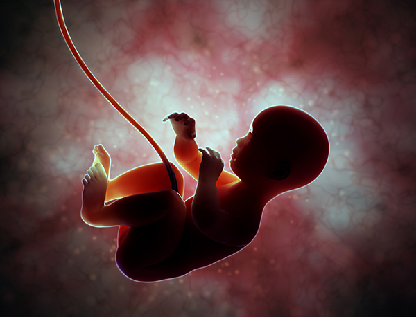 Image of a fetus attached to the placenta and umbilical cord.