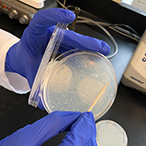 Gloved hands holding a petri dish.