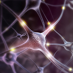 Artist conception of neurons.