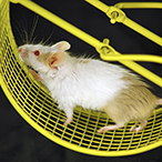 Mouse running in a treadmill.