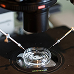 A petri dish on a microscope platform with two syringes on either side of the dish.