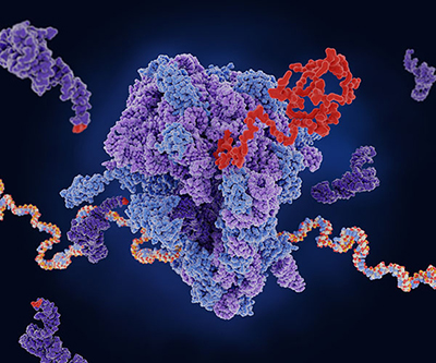 A ribosome (center) translates mRNA (multi-colored strand) into a protein (red). tRNA (dark purple) carries amino acids to add to the growing chain.