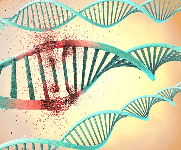 The DNA strands are colored light green with the damaged area colored red. 