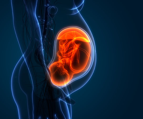 Rendering of a fetus, which is nestled upside down and colored orange, in a pregnant person’s body colored blue.