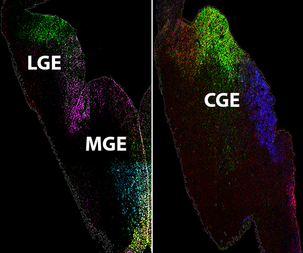 Left panel: A collection of green and purple dots forms a structure labeled LGE in the upper left. A collection of purple, blue, green, and yellow dots forms the MGE in the lower right. Right panel: A collection of red, green, yellow, and blue dots forms a large structure labeled CGE.