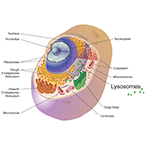 Cutaway view of a cell showing lysosomes and other cellular machinery.