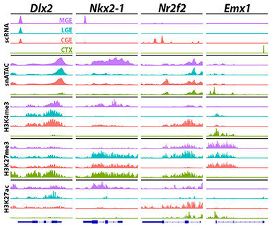 The four tissue samples correlate with different colors: cortex is green, CGE is orange, LGE is blue, and MGE is purple. Accessible areas are depicted as peaks with four sample genes shown: Dlx2, Nkx2-1, Nr2f2, and Emx1.