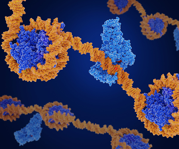 Several sets of the “beads on a string” representation of DNA. Some portions of DNA are wound tightly around nucleosomes while others are open an accessible.