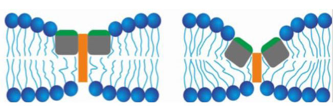 Left: fusion peptides binding to vacuole membranes. Right: fusion peptides binding to each other and narrowing the membrane.