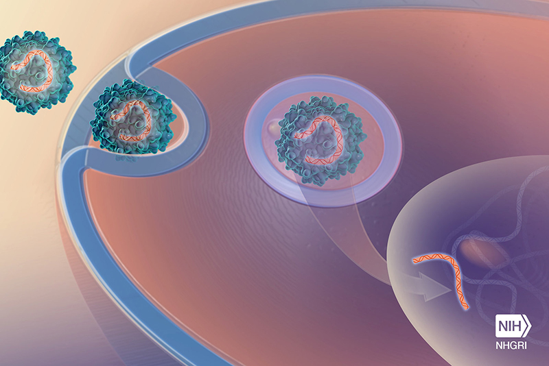 An orange double helix, representing DNA, contained within a blue sphere, representing a viral vector, is shown outside a cell, represented as an oval with a blue outline delineating the cell membrane. Additional copies of the vector/DNA are shown entering the cell membrane and traveling through the cell. An arrow represents delivery of the DNA to the cell nucleus.