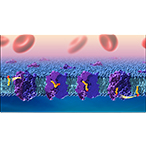 Three-dimentional rendering of purple receptors within a fatty lipid bilayer. DHA, colored in yellow and red, moves along the center of each receptor. Red blood cells are on top, and blue shading is along the bottom.