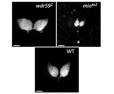 Upper left shows a black background with two large white ovals; the panel is labeled “wdr591.” Upper right shows a black background with two small white ovals; the panel is labeled “mioko2.” Centered beneath the two is a black panel labeled “WT” containing two medium-sized white ovals.