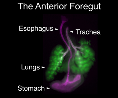 Illustration showing thick, rainbow-colored membrane regions labeled “bulk” on the left and the right. A thin black space in the center is labeled “neck.” The outer and inner leaflets (halves of the membrane bilayer) are labeled on the right “bulk” structure.