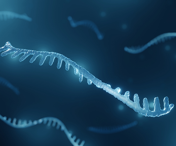 Illustration of ribonucleic acid (RNA).