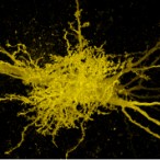 Microscopy image of yellow cells against a black background. The center junction contains many vessel-like projections. The axons of the two neurons are thicker and run from top left to bottom right.