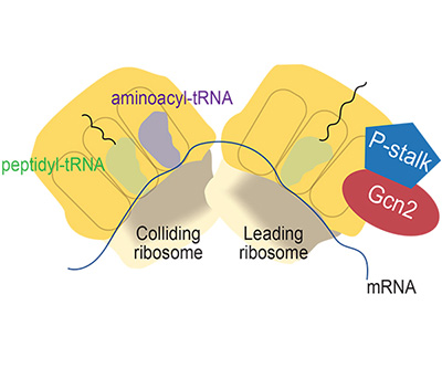 Illustration showing two collided ribosomes (labeled “colliding ribosome” and “leading ribosome”) pictured as yellow blobs with various accessory components. Peptidyl-tRNA, aminoacyl-tRNA, and mRNA are labeled. Locations of the P-stalk and Gcn2 are indicated on the leading ribosome in blue and red, respectively. 