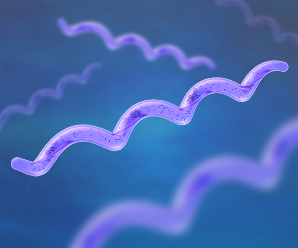 Several purple bacteria are shown and depicted as long spirals with smaller dots clustered inside.