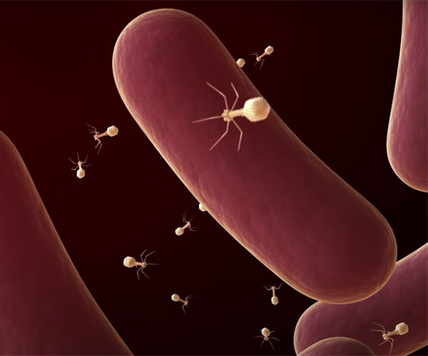 Bacteria shown as oblong red rods are surrounded by beige bacteriophages comprising a polyhedral head and a tail against a black background.