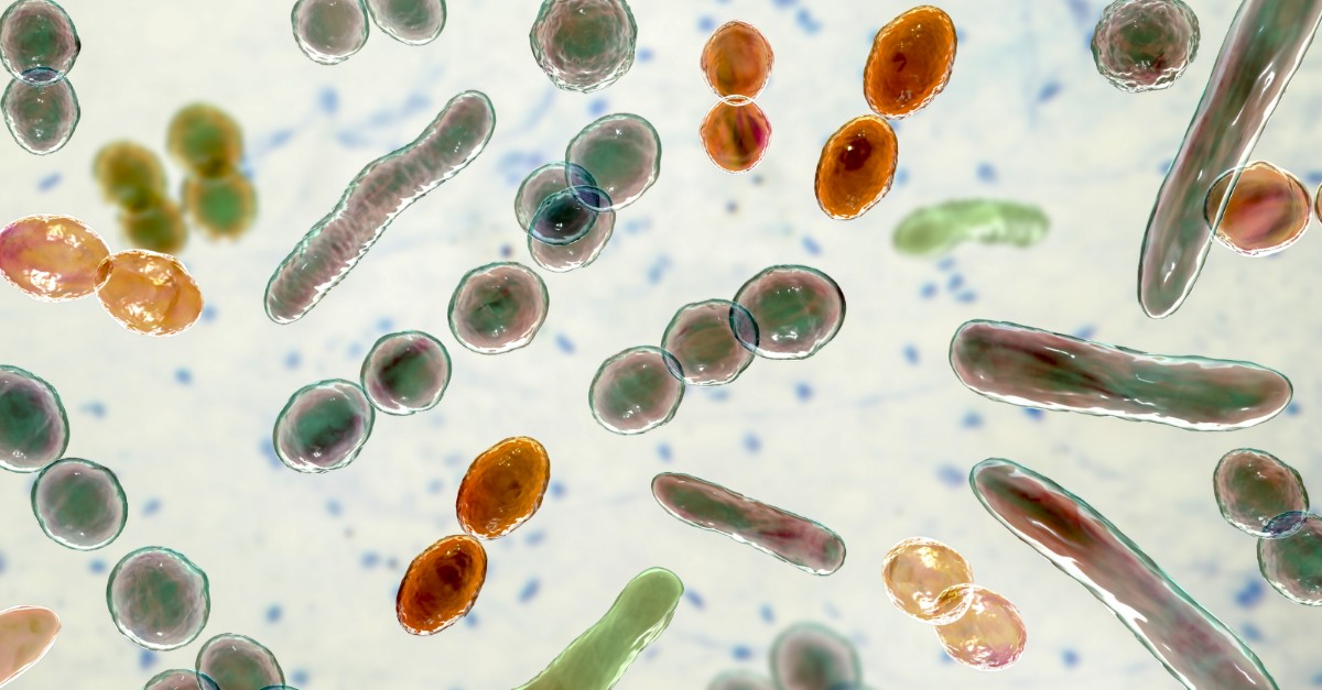 Illustration of bacteria of different shapes, including cocci and rod-shaped bacteria.