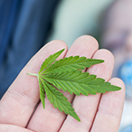 Someone holding a marijuana leave in four fingers of their upturned hand.