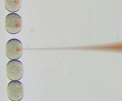 Five transparent zebrafish embryos lined up vertically. The top three each contain a red dot, and a red pipette tip is inserted in the third from the top.