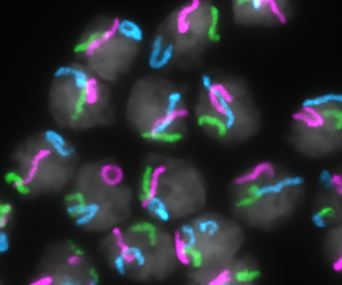Eighteen cells are shown against a black background. The cells are gray spheres with the chromosomes shaped like thick squiggles inside the cell. 