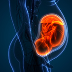 Artistic rendering shows a side-profile view of a woman’s torso with a developing fetus inside the womb. Also shown in the womb is a placenta connecting the developing fetus to the mother. The fetus is depicted in red coloring and appears curled up with its head facing downwards.
