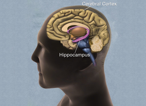 Head showing cross-section of human brain, with cerebral cortex and hippocampus labeled.
