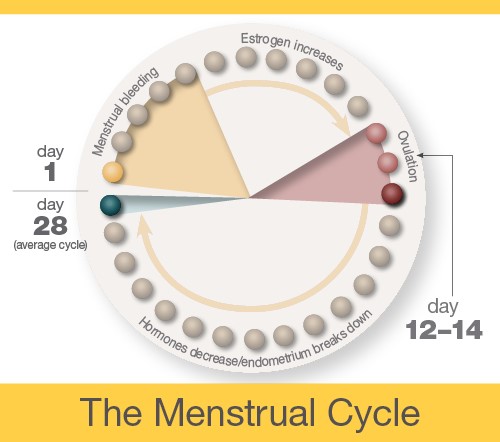 A diagram indicating that menstrual bleeding occurs between days 1 and 5 of an average 28-day menstrual cycle. Estrogen increases occur between days 6 and 11. Ovulation occurs between days 12-14. Hormones decrease and the endometrium breaks down between days 15 and 28.