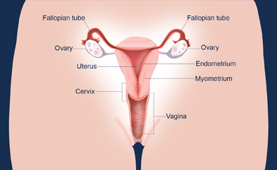 Illustration of female organs: fallopian tubes, ovaries, uterus, endometrium, myometrium, cervix, vagina
