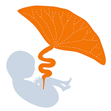 Human Placenta Project logo