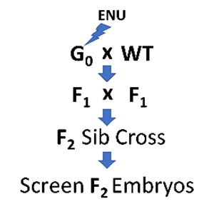 genetic screens