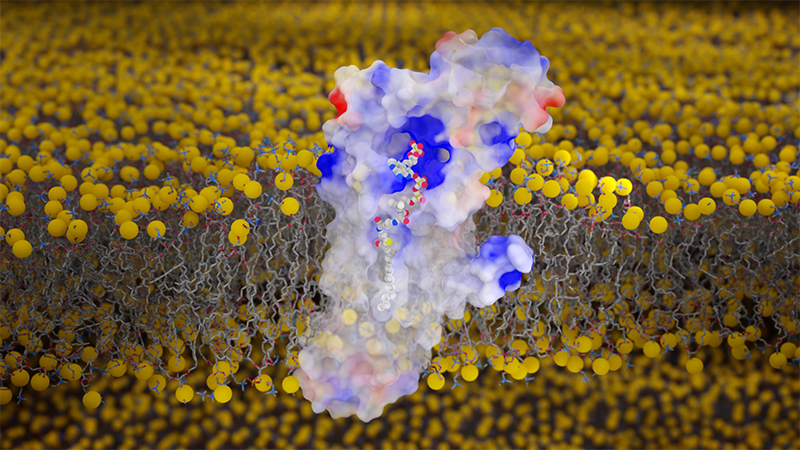 DHHC20 is shown in red, white, and blue, and the membranes are a yellow lipid bilayer. 