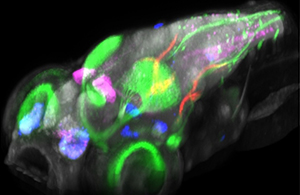 Image of larval zebrafish showing multiple transgenic lines superimposed.