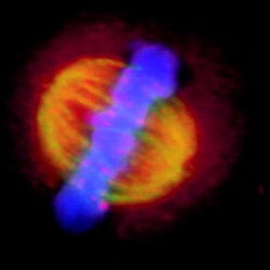 The cell is seen as two orange halves with a strip of blue along the center.