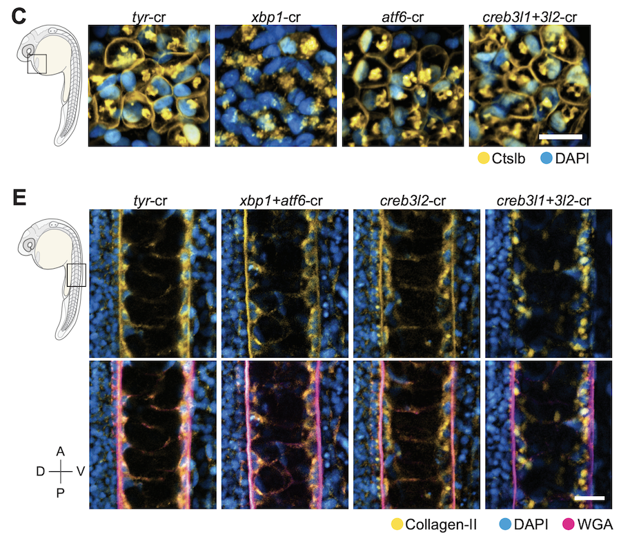 Phenotypes of UPR TF knockouts in the axial mesoderm